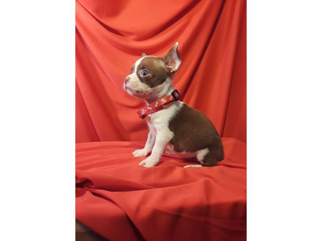 2 males Boston Terrier/Chihuahua Puppies in Phoenix