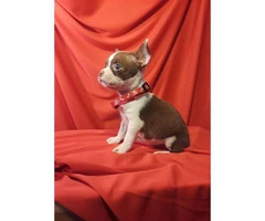 2 males Boston Terrier/Chihuahua Puppies