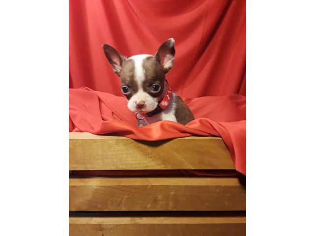 2 males Boston Terrier/Chihuahua Puppies in Phoenix