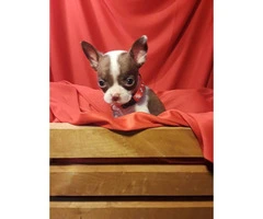 2 males Boston Terrier/Chihuahua Puppies - 2