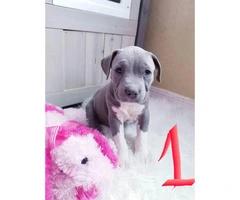 4 male and 1 female pit bull puppies