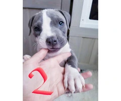 4 male and 1 female pit bull puppies - 2