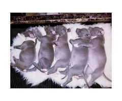 4 male and 1 female pit bull puppies - 6