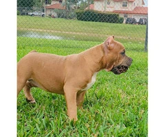 Stunning female bully puppy for sale