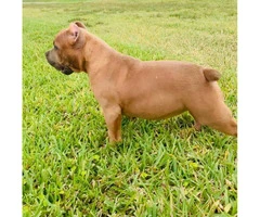 Stunning female bully puppy for sale - 2
