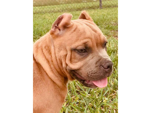 Stunning female bully puppy for sale Miami - Puppies for Sale Near Me