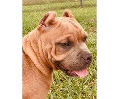 Stunning female bully puppy for sale - 3
