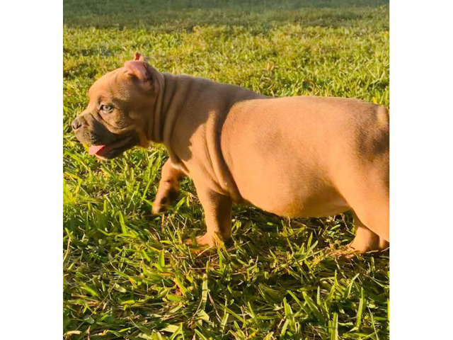 Stunning female bully puppy for sale in Miami, Florida ...