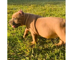 Stunning female bully puppy for sale - 4
