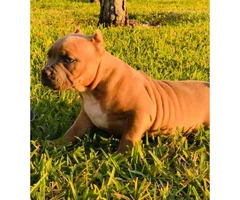 Stunning female bully puppy for sale - 5