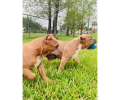 Stunning female bully puppy for sale - 6