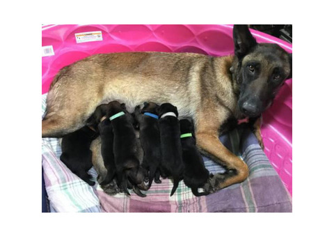 Belgian Malinois Puppies need homes