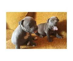 Blue nose Pitbull puppies for Sale - 1