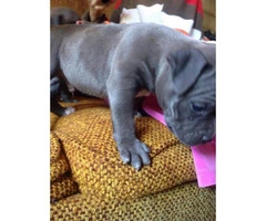 Blue nose Pitbull puppies for Sale - 2