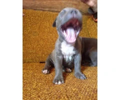 Blue nose Pitbull puppies for Sale - 3
