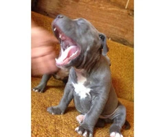 Blue nose Pitbull puppies for Sale - 4