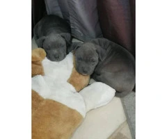 Blue nose Pitbull puppies for Sale - 5