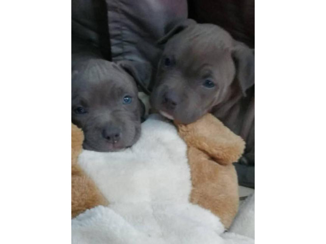 Blue nose Pitbull puppies for Sale in Los Angeles