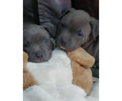Blue nose Pitbull puppies for Sale - 6