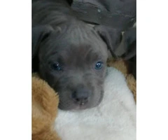 Blue nose Pitbull puppies for Sale - 7
