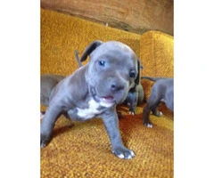 Blue nose Pitbull puppies for Sale - 8