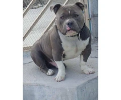 Blue nose Pitbull puppies for Sale - 9
