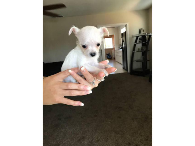 Chihuahua and Yorkie Mixed Puppies in Colton, California ...