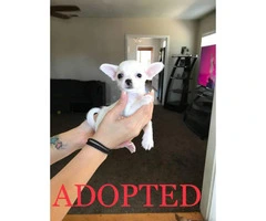 Chihuahua and Yorkie Mixed Puppies - 5