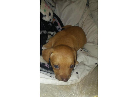 6 week old very small adorable puppy