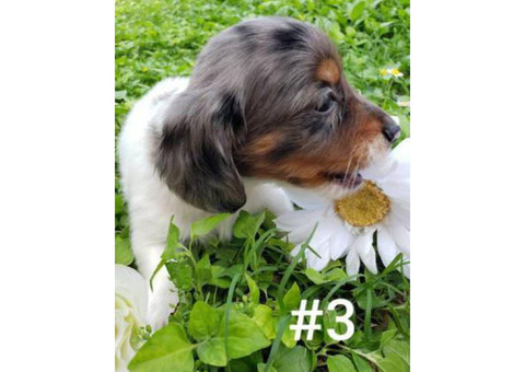 4 Mini Dachshund Puppies Left
