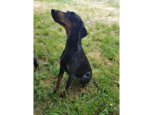 3 Male and 3 Female Beautiful Doberman Puppies in ...