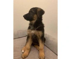 German shepherd puppy - 4