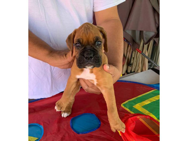 7 week old AKC boxer puppy for sale in Phoenix, Arizona