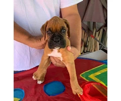 7 week old AKC boxer puppy for sale