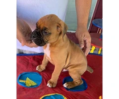 7 week old AKC boxer puppy for sale - 2