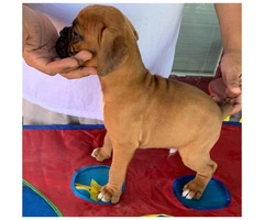 7 week old AKC boxer puppy for sale - 3