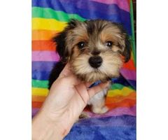 Beautiful male Yorkie puppy ready for a home - 1