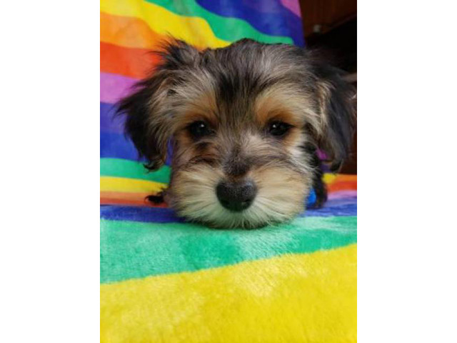 Beautiful male Yorkie puppy ready for a home in Peoria, Arizona