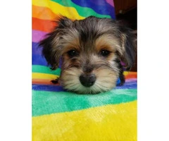 Beautiful male Yorkie puppy ready for a home - 2