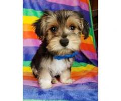 Beautiful male Yorkie puppy ready for a home - 3