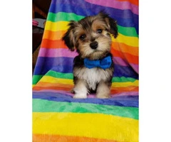 Beautiful male Yorkie puppy ready for a home - 4