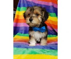 Beautiful male Yorkie puppy ready for a home - 5