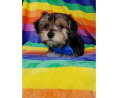 Beautiful male Yorkie puppy ready for a home - 6