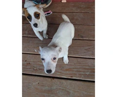 Two males Jack Russell terrier puppies - 1