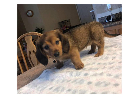 3 beautiful CKC registered Miniature Dachshund puppies