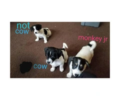 3 Chiweenie puppies available for rehoming