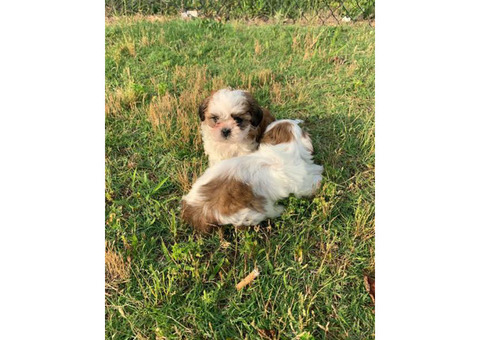 Shih Poo puppies for Sale