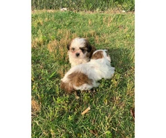 Shih Poo puppies for Sale