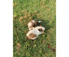 Shih Poo puppies for Sale - 2