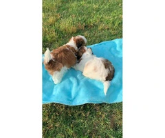Shih Poo puppies for Sale - 3